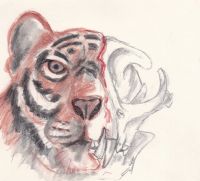Look of death (almost extinct: Siberian tiger)